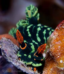 'Traffic light' nudi from last week in the Philippines !!... by Alex Tattersall 